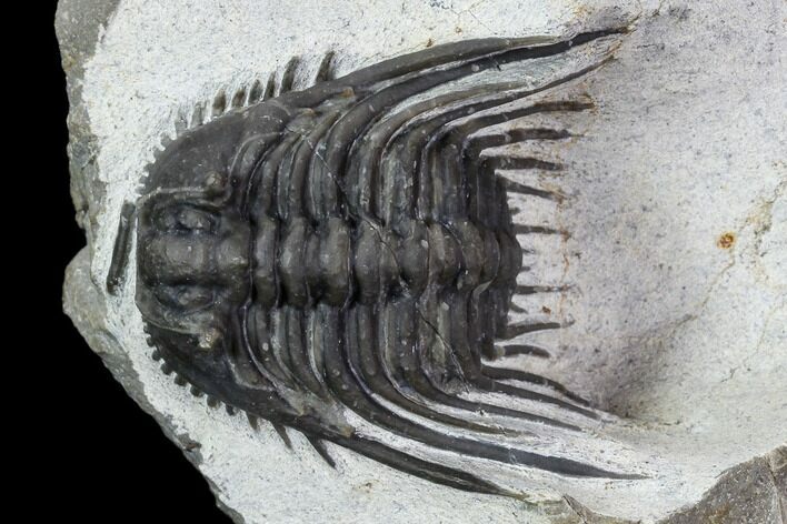 Large, Spiny Leonaspis Trilobite - Morocco #108207